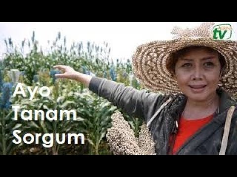 Video: Dari mana datangnya sorgum?