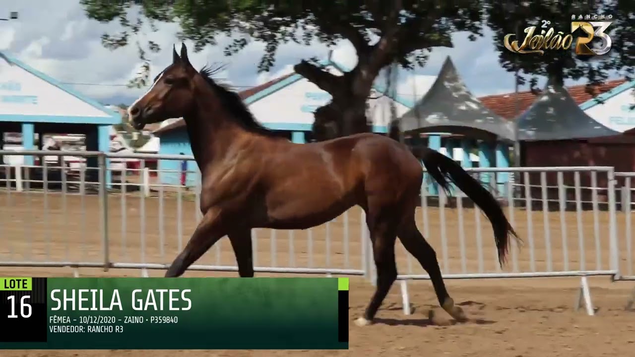 LOTE 016   SHEILA GATES - 2º LEILAO RANCHO R3