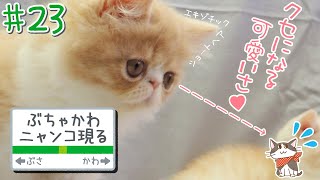 この可愛いさクセになる ぶちゃかわニャンコ現る エキゾチックショートヘア ぶさかわ猫 にゃんこ編集部 23 Youtube