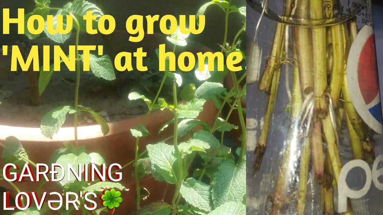 How to grow mint/podina at home easily ||