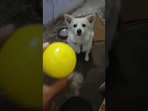 taffy playing with