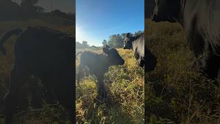Big Rig X Magnitude Heifer Calf #farmerhunt #calvingseason