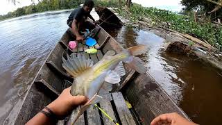 MANCING IKAN BAUNG UMPAN KUCUR HASILNYA JOSS