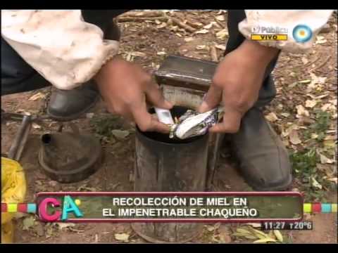 Preview de XIX jornada de apicultura del impenetrable 