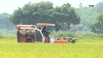 Liên kết sản xuất gắn với tiêu thụ lúa gạo