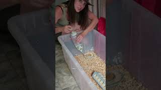 diy chick brooder