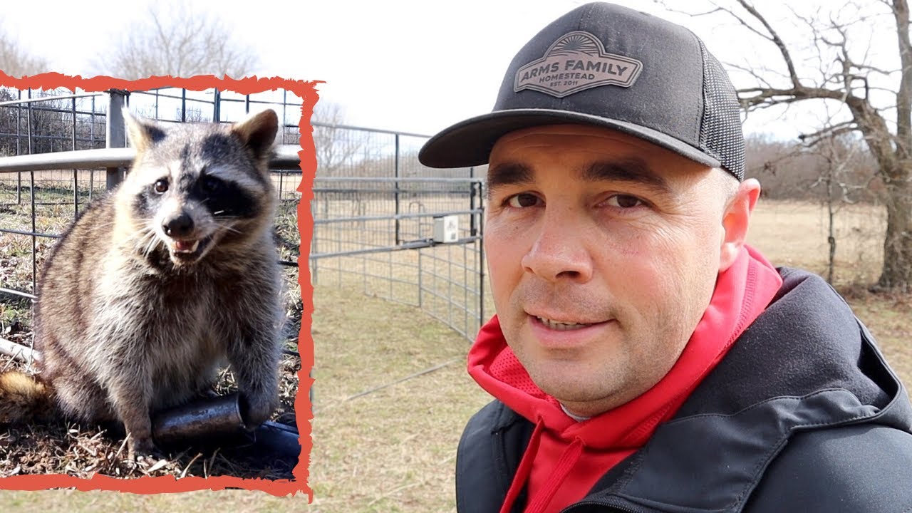Trapping Raccoons with a Hog Trap - YouTube