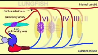 CVA3_AORTIC ARCHES_FROG.avi