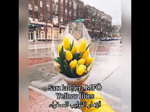 Sarı laleler- MFÖ İngilizce ve Arapça çeviri