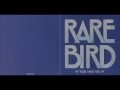 Rare bird  what you want to know