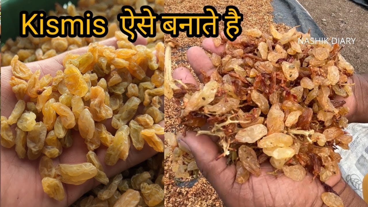 How To Make Raisins In Factory Benefits Of Kishmish Indian Street