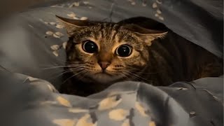 Dogs & Cats Acting Like Humans Too Funny