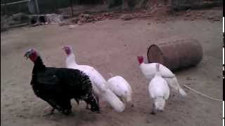 Turkey Farming , Emu Farming India , Farm house punjab