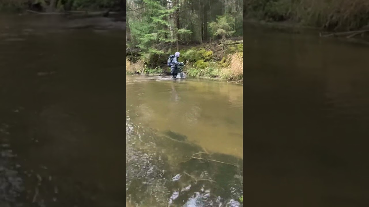 Форель Ленинградской области 