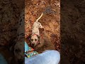 Have you ever heard of a Dalmatian road trial?