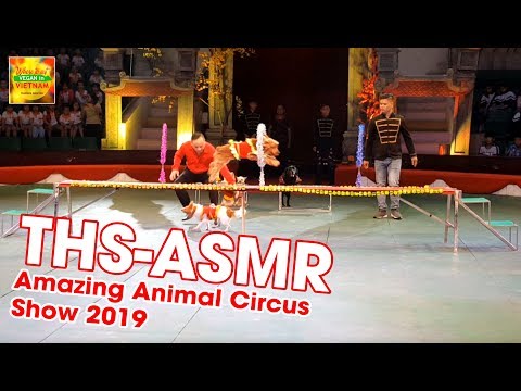 amazing-animal-circus-show-2019-(new-animals)-|-ths-asmr