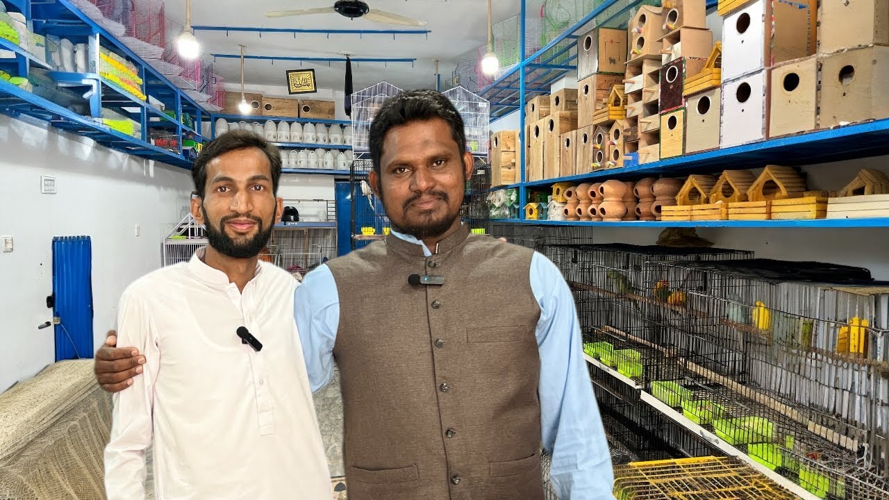 New shop open with exotic beautiful birds | yaseen birds shop Rawalpindi Islamabad