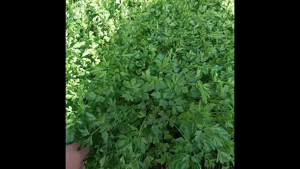 نصائح للزراعة المعدنوس و القزبر و الفجل conseil  pour culture de persil  et coriandre-الفلاح المغربي