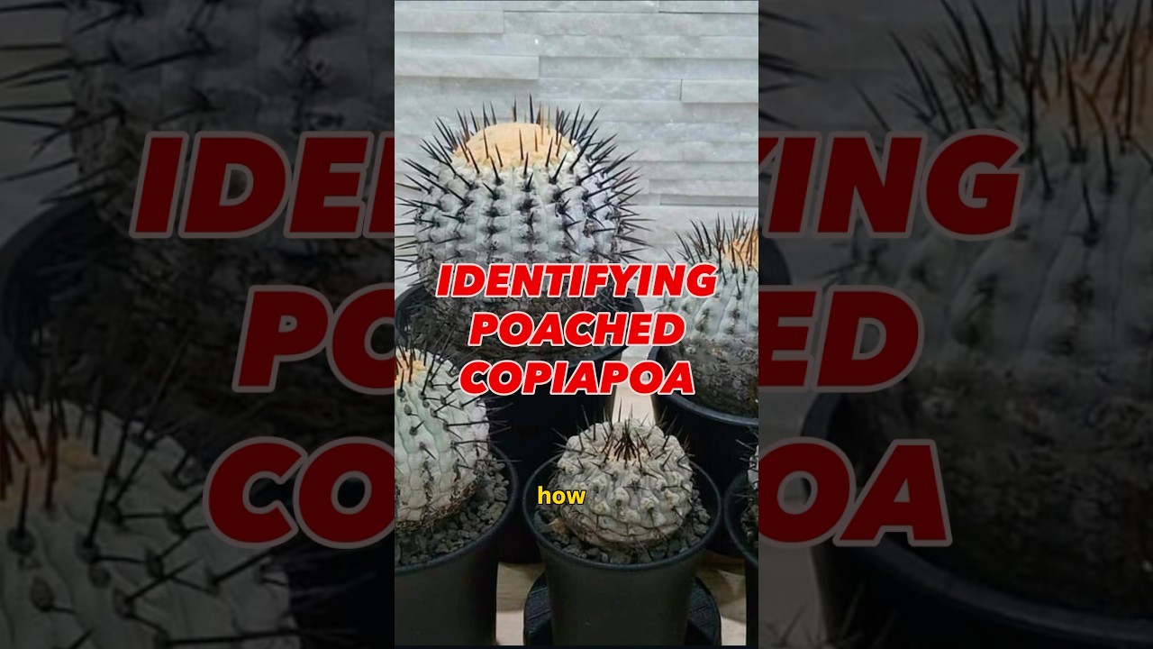 How to identify poached Copiapoa cactus 🌵 - YouTube