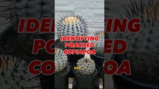 How to identify poached Copiapoa cactus 🌵 - YouTube