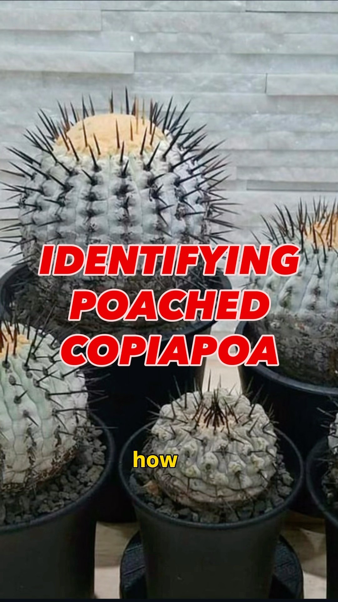 How to identify poached Copiapoa cactus 🌵 - YouTube