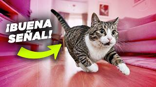 10 SEÑALES de que tu GATO está PERFECTAMENTE CUIDADO 🐾🐱