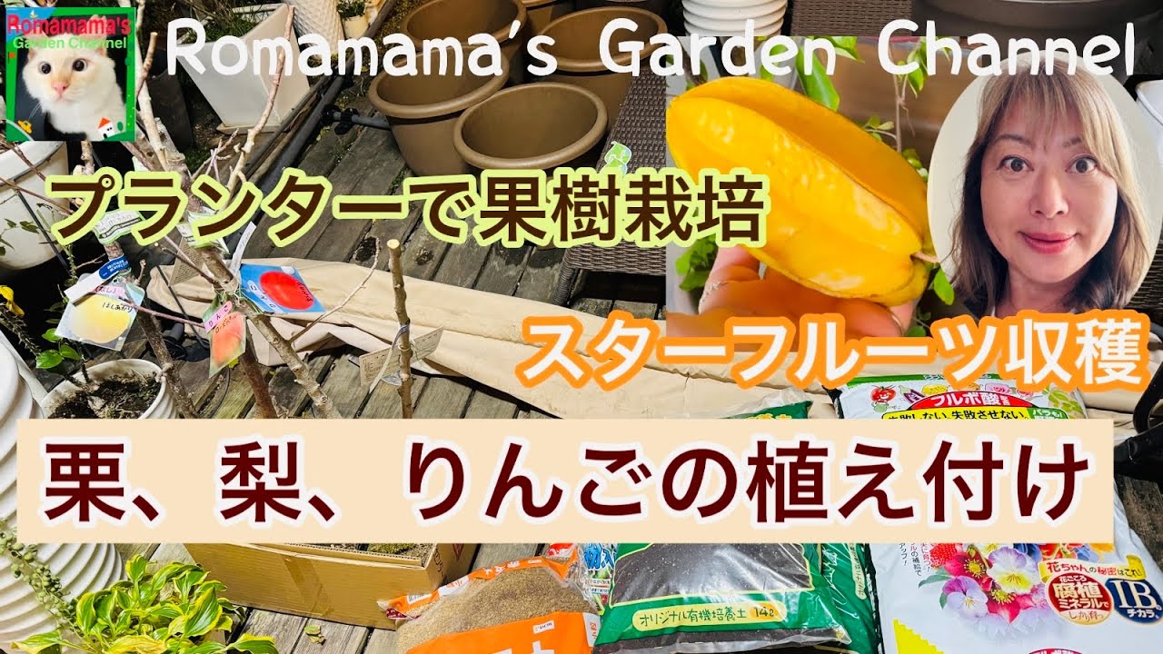 【プランターで果樹栽培】果物を鉢栽培する時のおすすめプランターや培養土などご紹介。スターフルーツも収穫しました　#りんご栽培  #くだもの