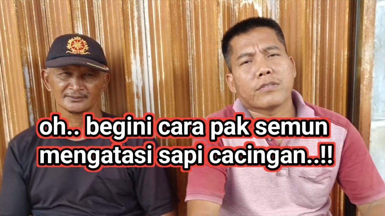 cara alami mengobati sapi cacingan 