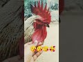 year me itna kiu suntor hu#shorts#aplodshorts#ytshorts#trending#ytshorts#yt