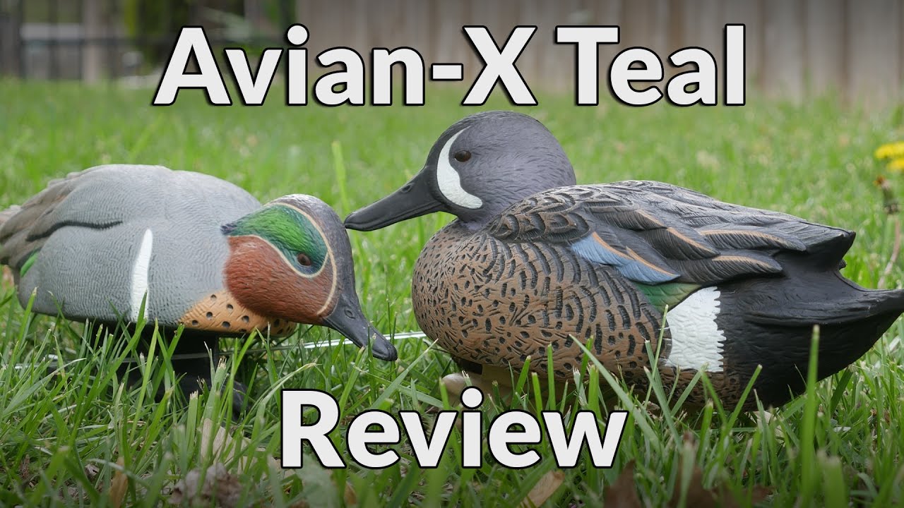 Avian X Teal Decoys Review YouTube