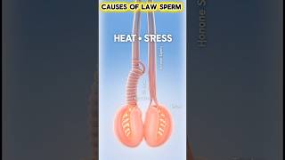 What Causes Low Sperm Count? 😳 (Explained Fast) #shorts #education