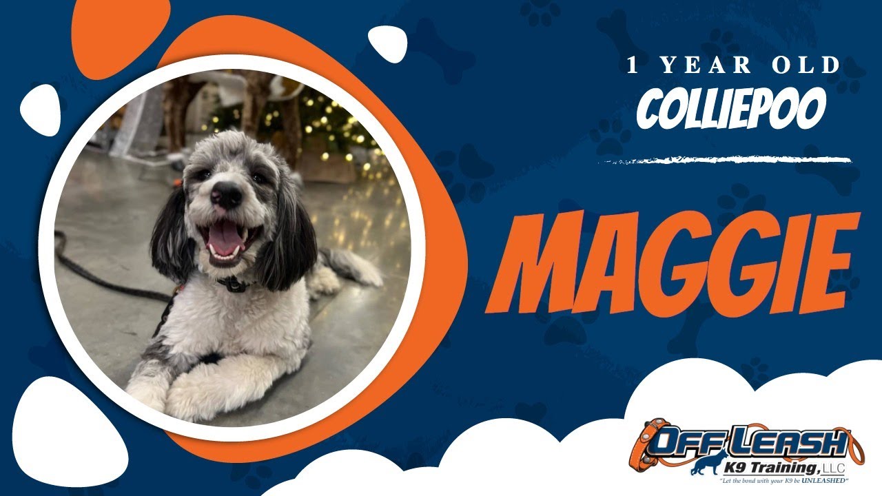 1 Year Old Colliepoo | Best Colliepoo Training | Off Leash K9 | Board & Train | Missouri