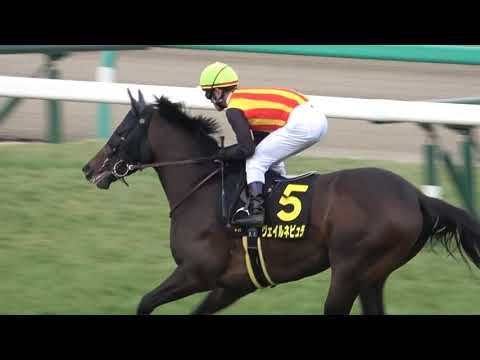 【競馬】ジュニアカップ(L) 本馬場入場 現地映像 ヴェイルネビュラ