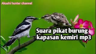 Suara pikat burung kapasan Kemiri mp3