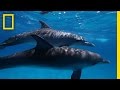 Here's What We Know About Dolphin Intelligence | National Geographic