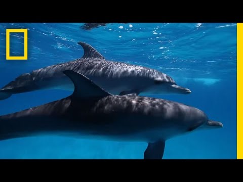 Here&rsquo;s What We Know About Dolphin Intelligence | National Geographic