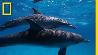 Here's What We Know About Dolphin Intelligence | National Geographic