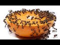 Ants vs Orange Macro Videos