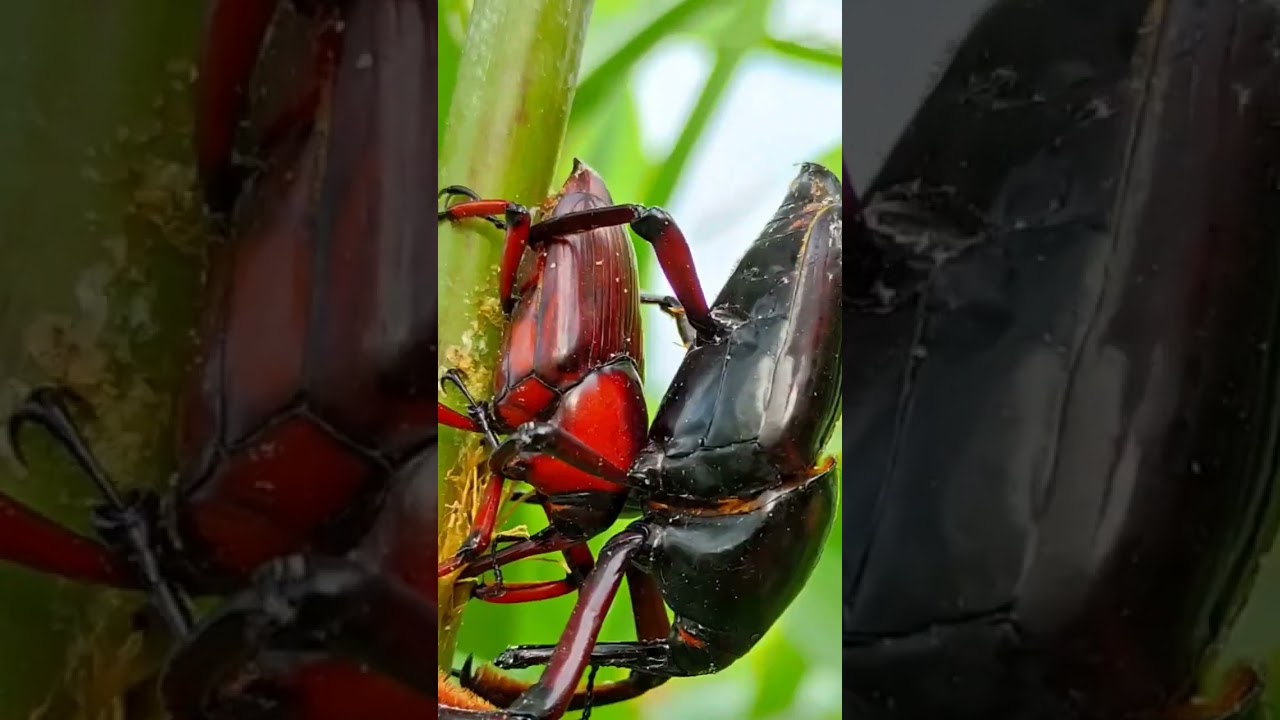 21savage bank account 