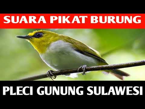 suara burung pleci manggil rombongan dijamin ampuh