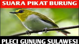 SUARA PIKAT BURUNG PLECI GUNUNG SULAWESI || KACAMATA HITAM