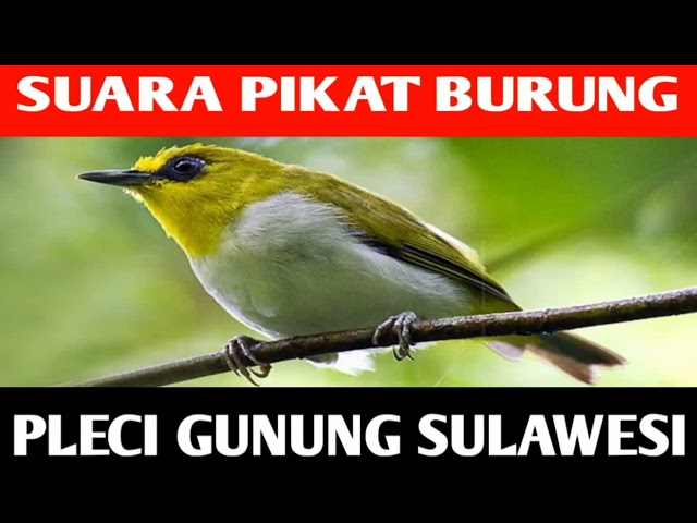 SUARA PIKAT BURUNG PLECI GUNUNG SULAWESI || KACAMATA HITAM class=