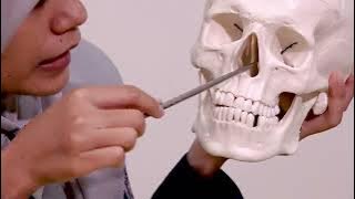 ANATOMY PHYSIOLOGY HEAD AND FACE || FISIOTERAPI 2022