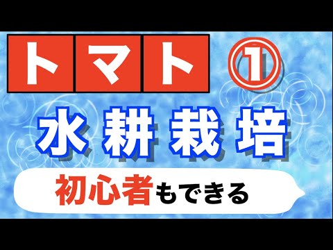 ミニトマト 水耕栽培の方法 自作 ハイポニカ使います 苗の選び方 自作装置装着まで Youtube