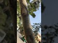 Nature’s Tiny Architects: Red Weaver Ants Marching Up a Tree #nature #lifeisbutadream #cute