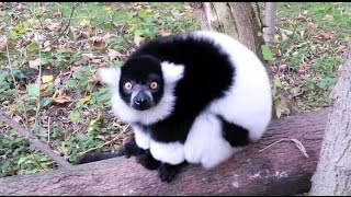 Cute Lemur At The Berlin Zoo - Trip With The Kids