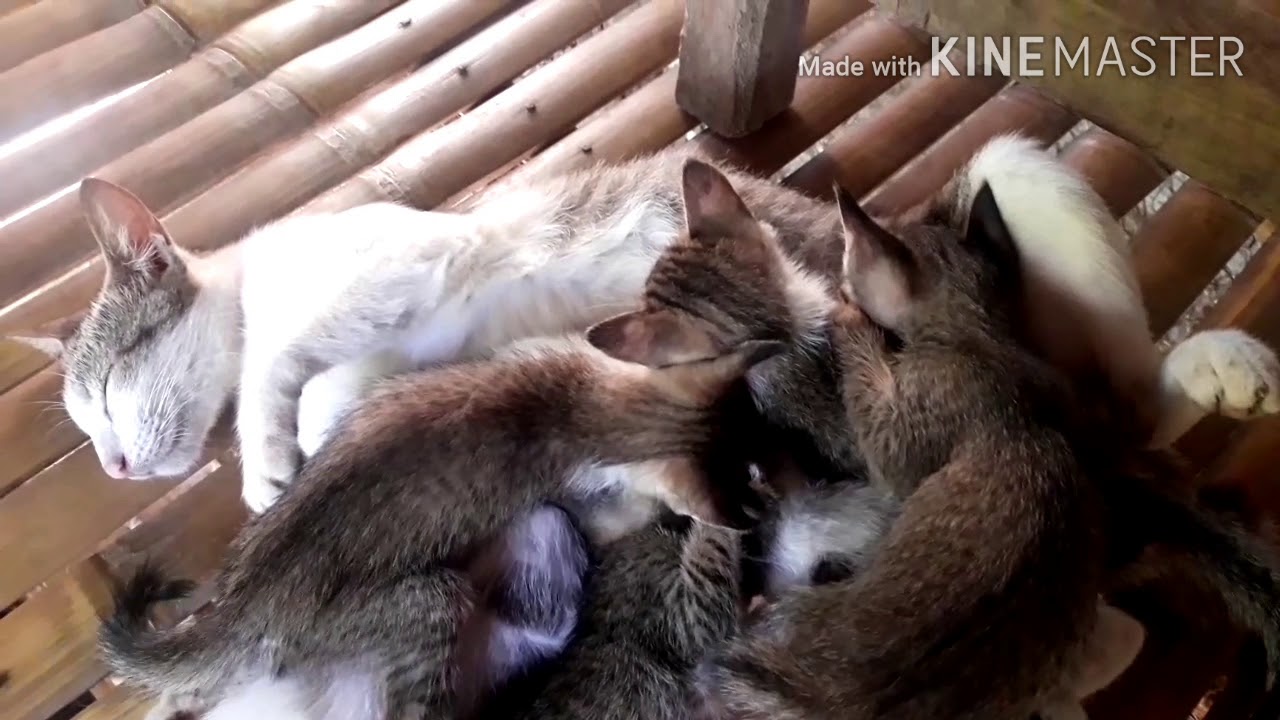 For cat lover 😻7kittens 