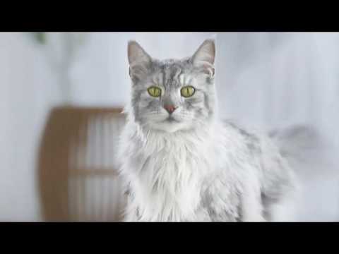 Musique de Pub Purina One février 2020 – Be Real, Be True – SaraoMusic