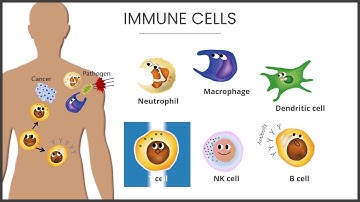 【MHC Tetramer】2. Immune System