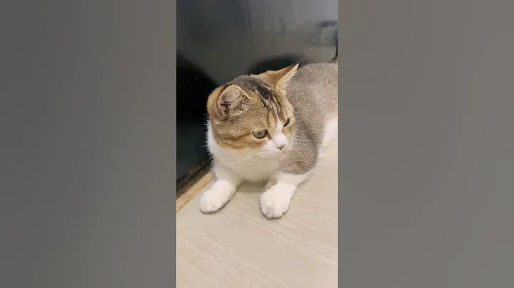 Video 2236431: munchkin catlover kitten cute, munchkin cute kittens cat, munchkin kitten kucing, adorable munchkin kitten, munchkin cat animals, cat kitten cutecat pets, adorablecats animals straycats cutecat